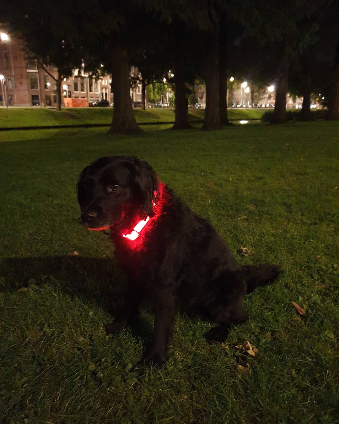Dottle LED Honden Halsband